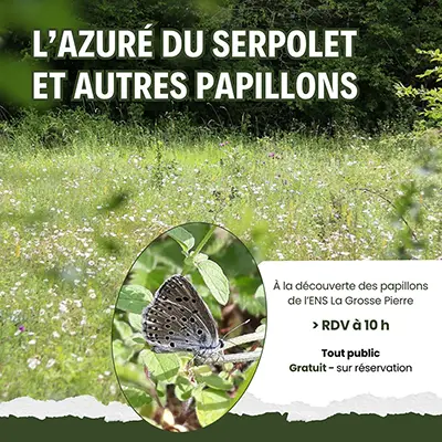 Découverte des papillons