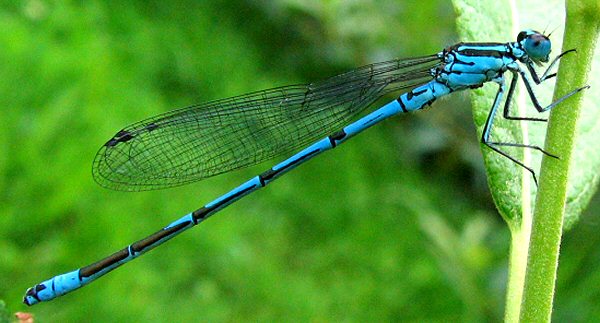 Agrion jouvencelle