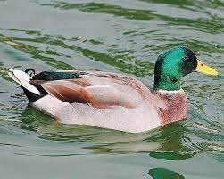 Canard col vert