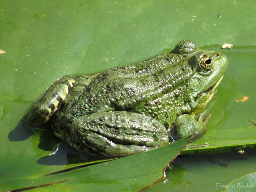 Grenouille verte