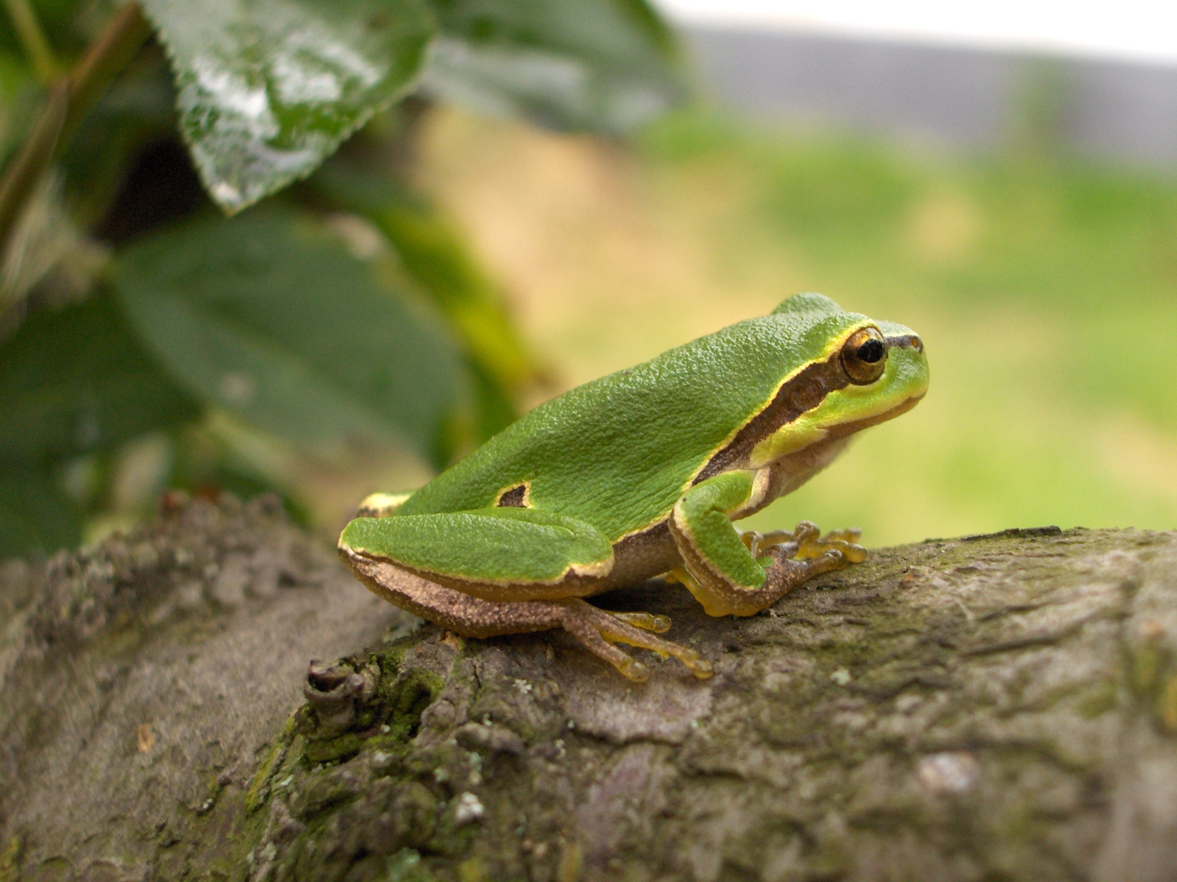 Rainette verte arboricole