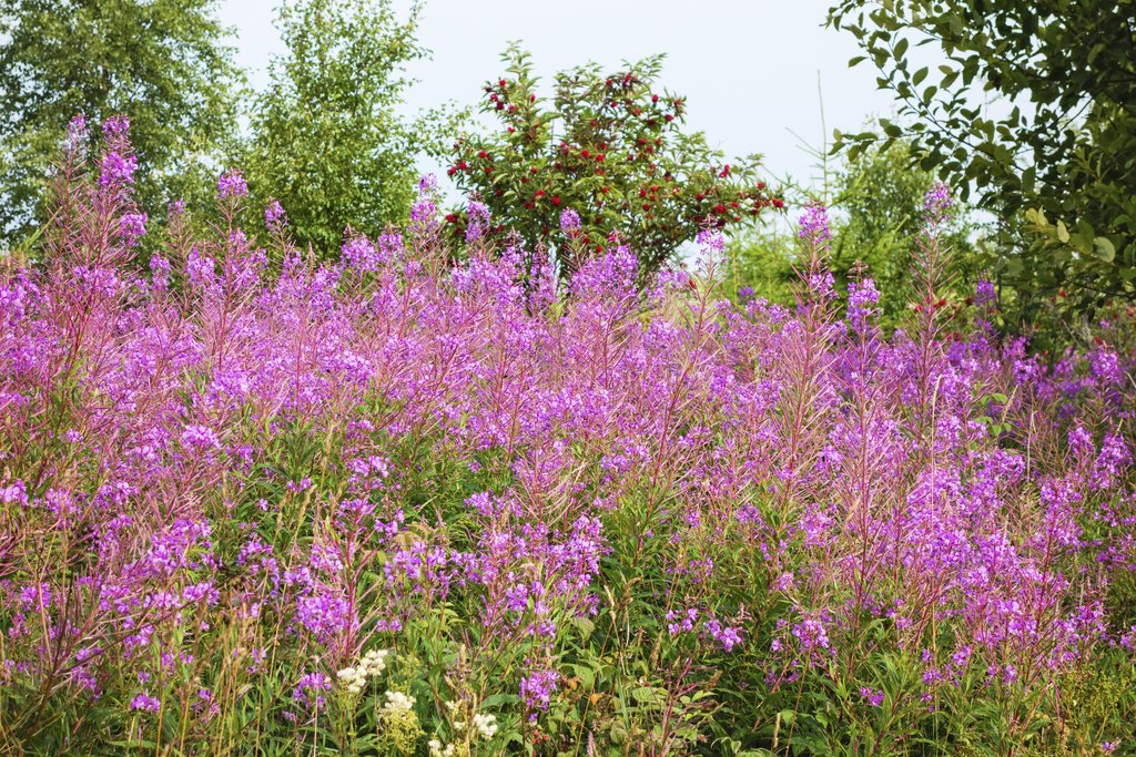 Épilobe à grandes fleurs