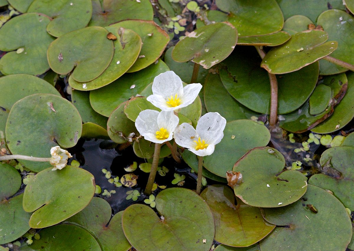 Morène des grenouilles